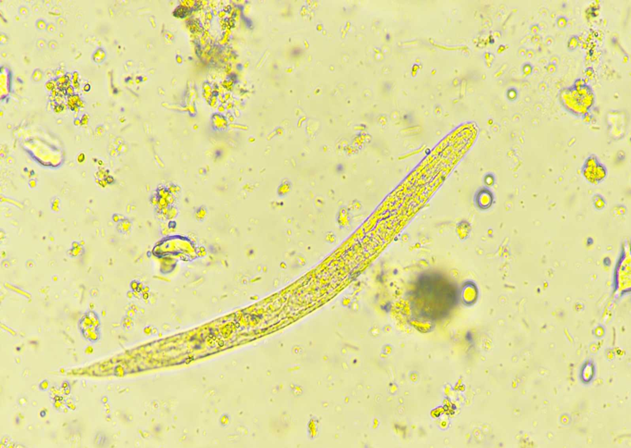 image (2)